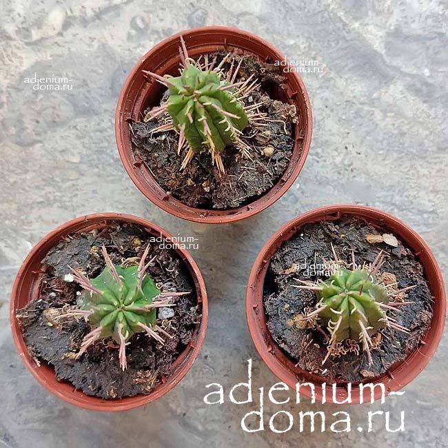 Растение Euphorbia HORRIDA ALBA Молочай ощетиненный белый Эуфорбия Хоррида Альба 2