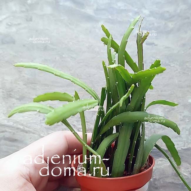 Растение Rhipsalis BOLIVIANA Pfeiffera Lepismium BOLIVIANUM Рипсалис боливийский Пфейффера Боливиана Леписмиум 2