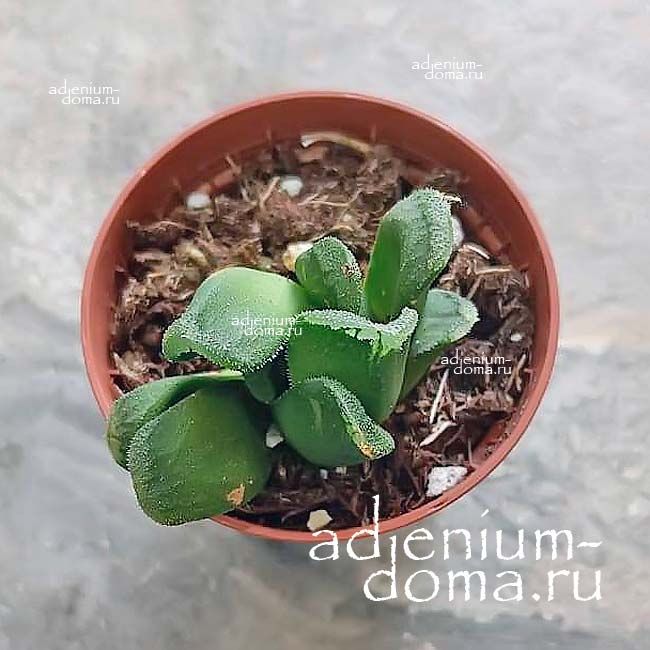 Растение Haworthia MAUGHANII TRUNCATA Хавортия Маугани усеченная Трунката гибридная 2