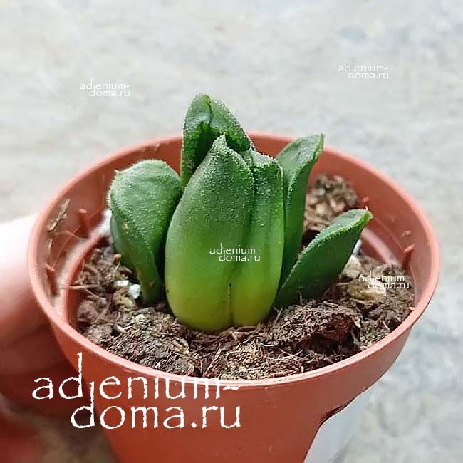 Растение Haworthia MAUGHANII TRUNCATA Хавортия Маугани усеченная Трунката гибридная 3