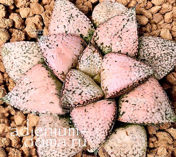 Haworthia PICTA PINK PANTHER Хавортия Пикта Розовая пантера от Ренни Вонг 1