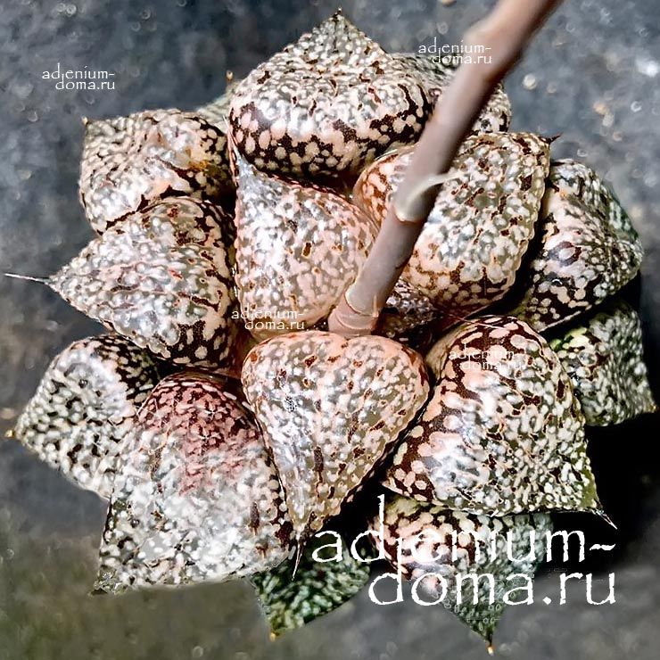 Haworthia PICTA BROWNIE Хавортия Пикта Брауни от Ренни Вонг 1