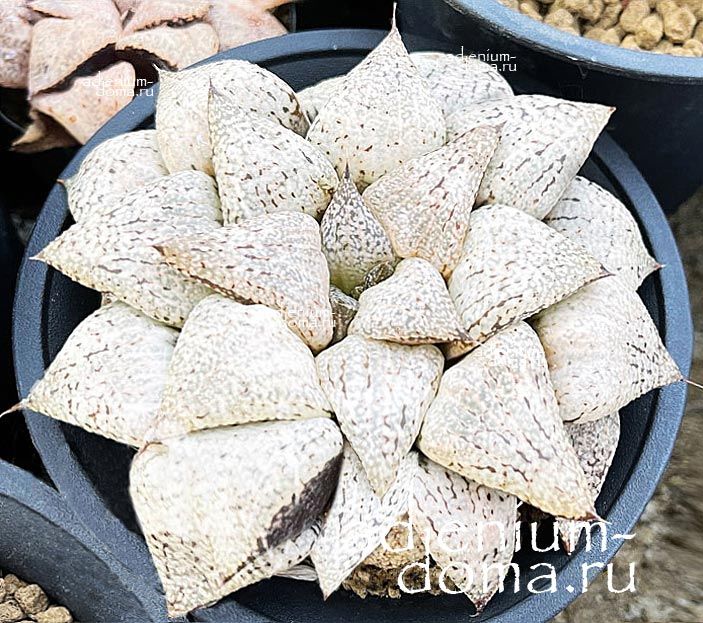 Haworthia PICTA WHITE FLOWER Хавортия Пикта Белый цветок от Ренни Вонг 1