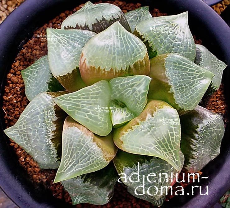 Haworthia HYBRID SAIKO Хавортия гибридная Сайко от Ренни Вонг 1