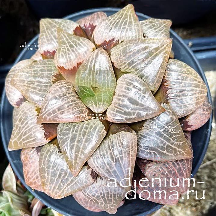 Haworthia MT HOOD CRYSTAL Хавортия гибридная Маунт-Худ Кристалл от Ренни Вонг 1