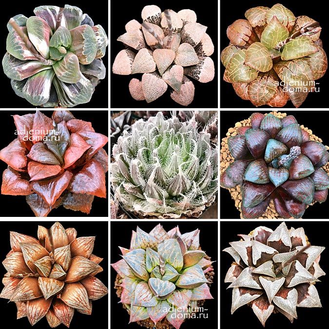 Haworthia SUPER CHOICE MIXED Хавортия Супер выбор Микс смесь семян от Ренни Вонг 1