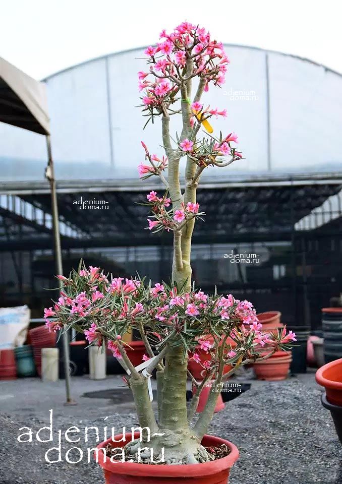 Adenium Somalense CRISPUM HOLY JADE