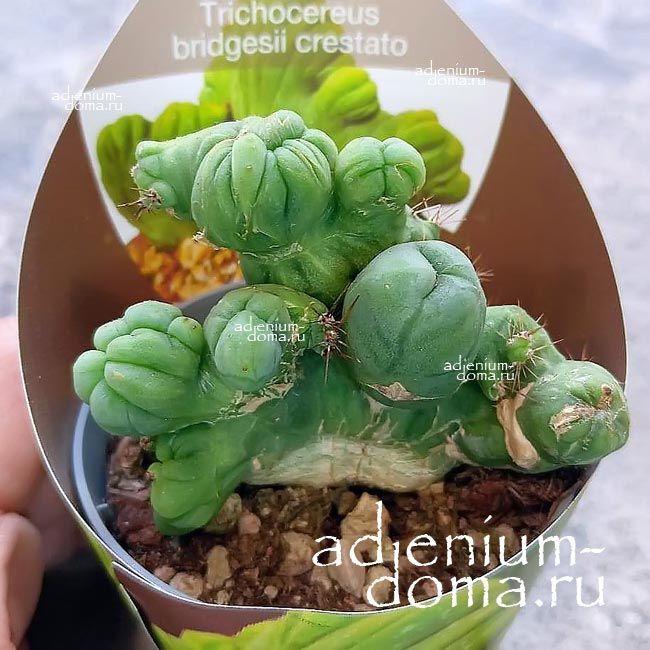 Растение Trichocereus BRIDGESII cristata Трихоцереус Бриджесии Кристатный 2