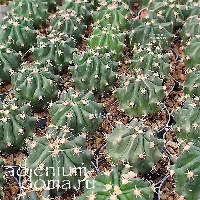 Растение Ferocactus HORRIDUS BREVISPINUS Ферокактус грубый короткоигольчатый Хорридус Бревиспинус 2