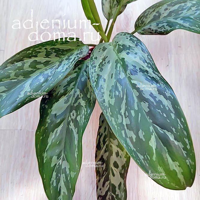 Растение Aglaonema GREEN LADY Аглаонема Грин Зеленая Леди 3