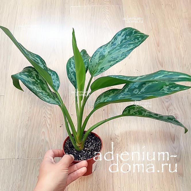 Растение Aglaonema GREEN LADY Аглаонема Грин Зеленая Леди 1