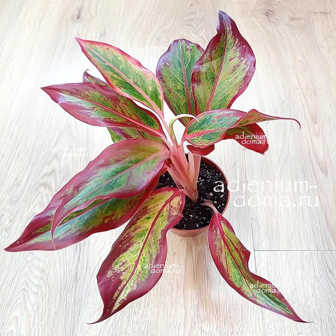 Растение Aglaonema RED FIRE Аглаонема Красный огонь Ред Файер 1