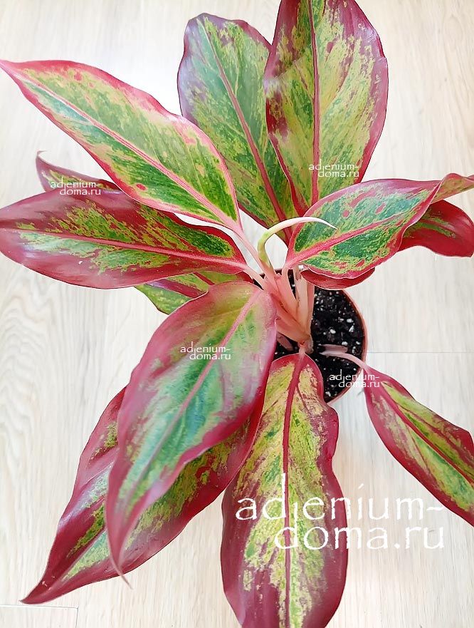 Растение Aglaonema RED FIRE Аглаонема Красный огонь Ред Файер 2