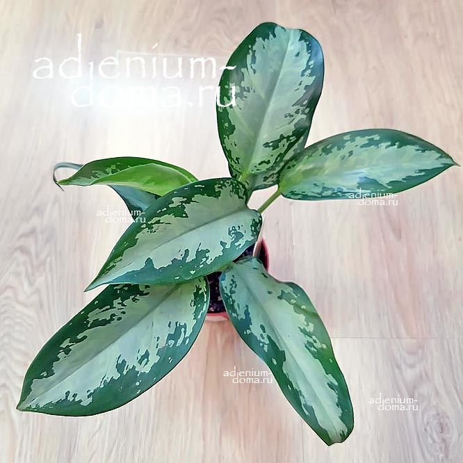 Растение Aglaonema JUBILEE COMPACTA Аглаонема Юбилей компактная Джубили Компакта 1