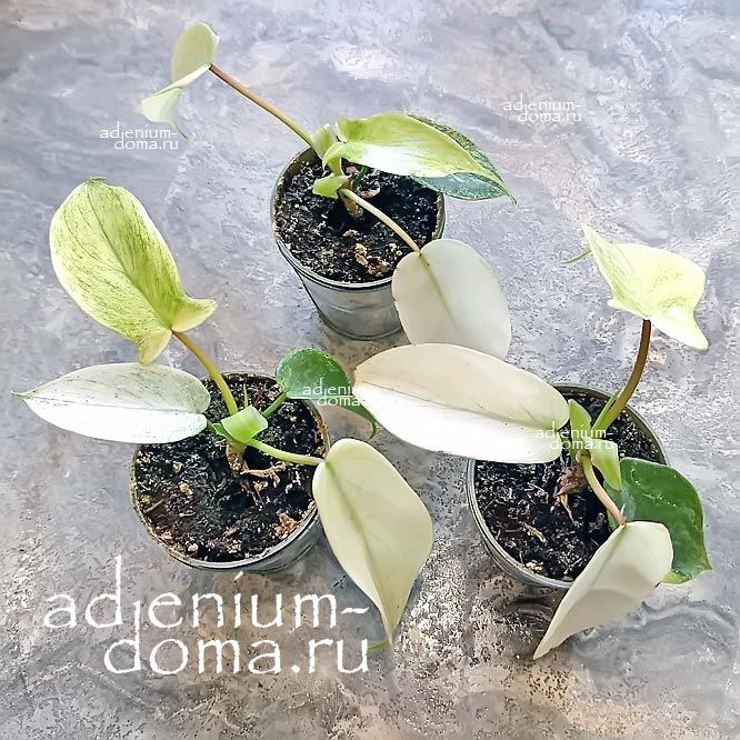 Растение Philodendron FLORIDA GHOST Филодендрон Флорида Гост Призрак Флориды 1