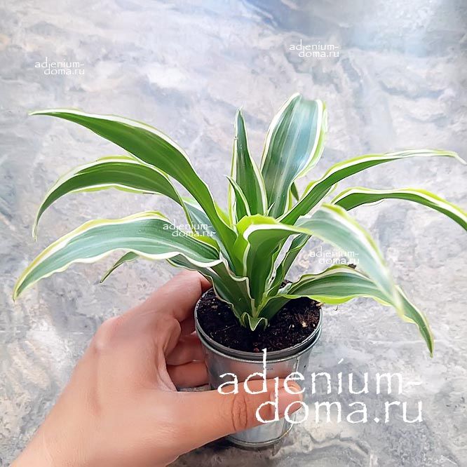 Растение Dracaena FRAGRANS LEMON SURPRISE Драцена душистая Лимонный сюрприз Фрагранс Лемон Сюрпрайз 1