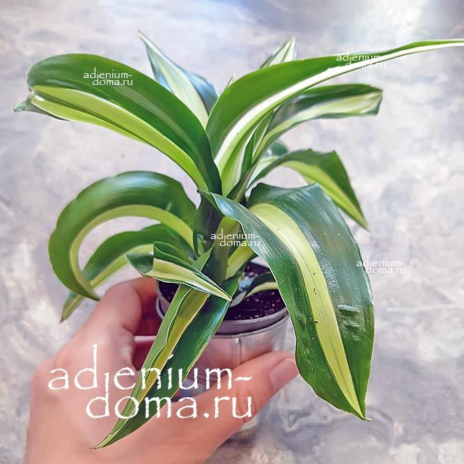 Растение Dracaena FRAGRANS MALAIKA Драцена душистая крученая Фрагранс Малайка 3