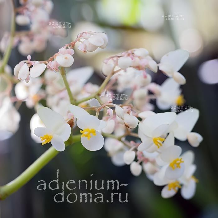 Begonia NELUMBIIFOLIA Бегония лотосолистная Бегония Нелумбифолия 1