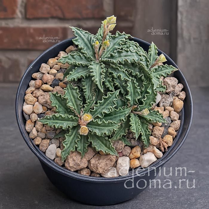 Euphorbia TULEARENSIS x DECARYI Эуфорбия Тулеаренсис Эуфорбия Молочай 2