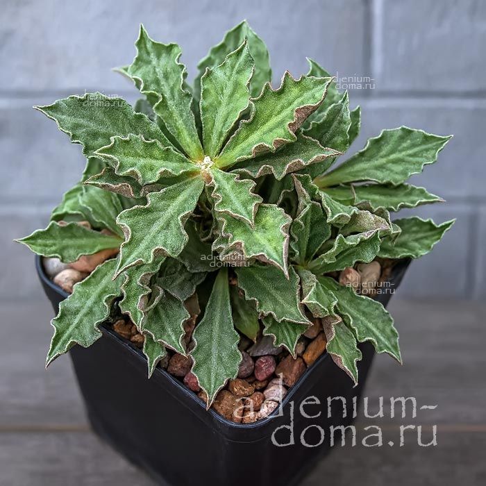 Euphorbia TULEARENSIS x DECARYI Эуфорбия Тулеаренсис Эуфорбия Молочай 3