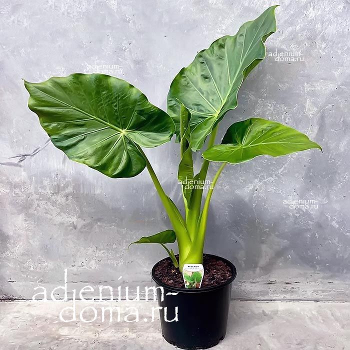 Alocasia MACRORRHIZOS Giant Taro Алоказия крупнокорневищная Макрорризос 2