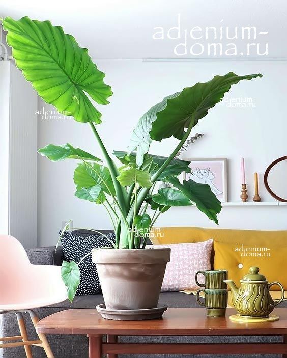 Alocasia MACRORRHIZOS Giant Taro Алоказия крупнокорневищная Макрорризос 3