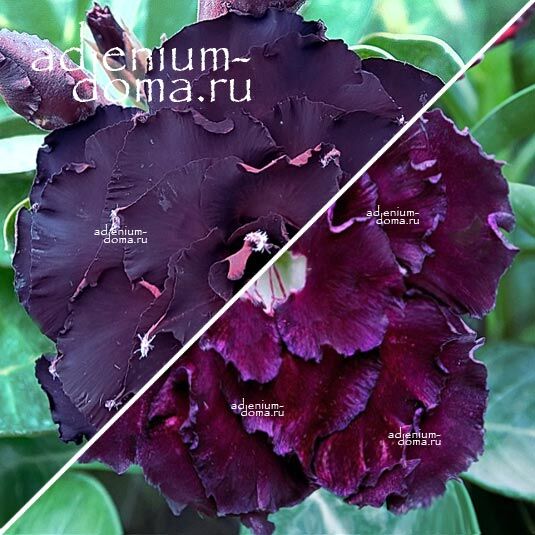 Adenium Адениум Hybrid NEW-299 X NEW-244