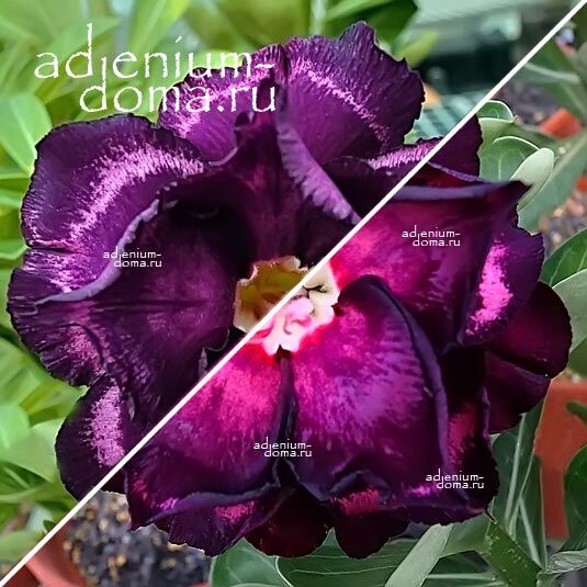 Adenium Адениум Hybrid NEW-154 X NEW-86