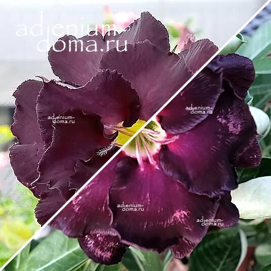 Adenium Адениум Hybrid NEW-96 X NEW-109
