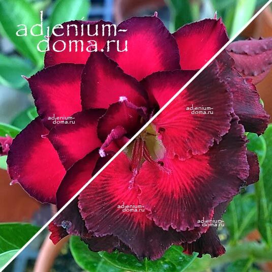 Adenium Адениум Hybrid NEW-112 X NEW-143