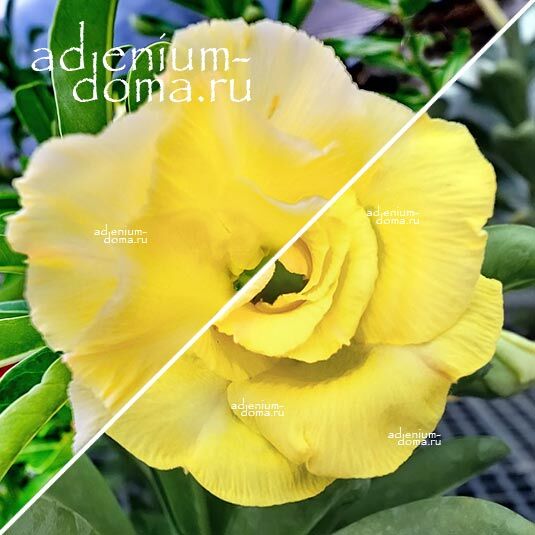 Adenium Адениум Hybrid NEW-77 X NEW-107