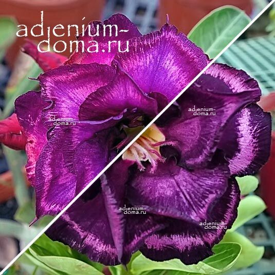 Adenium Адениум Hybrid NEW-127 X NEW-154