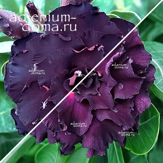 Adenium Адениум Hybrid NEW-299 X NEW-199