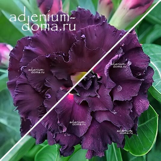 Adenium Адениум Hybrid NEW-257 X NEW-199