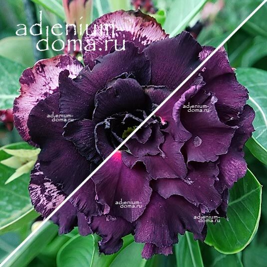 Adenium Адениум Hybrid NEW-301 X NEW-199