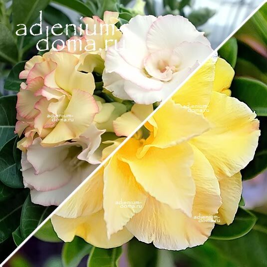Adenium Адениум Hybrid NEW-106 X NEW-165