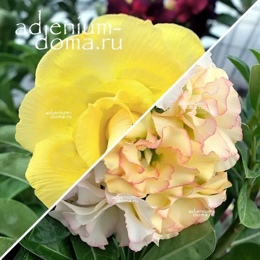 Adenium Адениум Hybrid NEW-107 X NEW-106