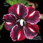 Adenium Obesum Desert Rose CAFFE 4
