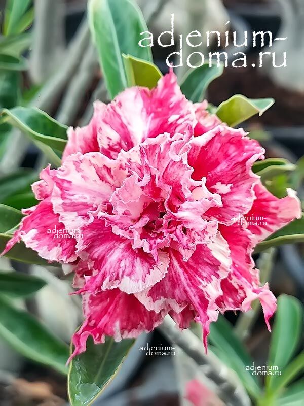 Adenium Obesum Triple BINH MINH