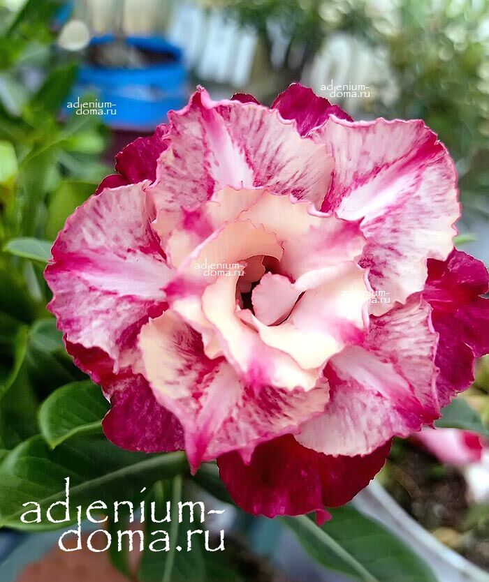 Adenium Obesum Triple TQC-50