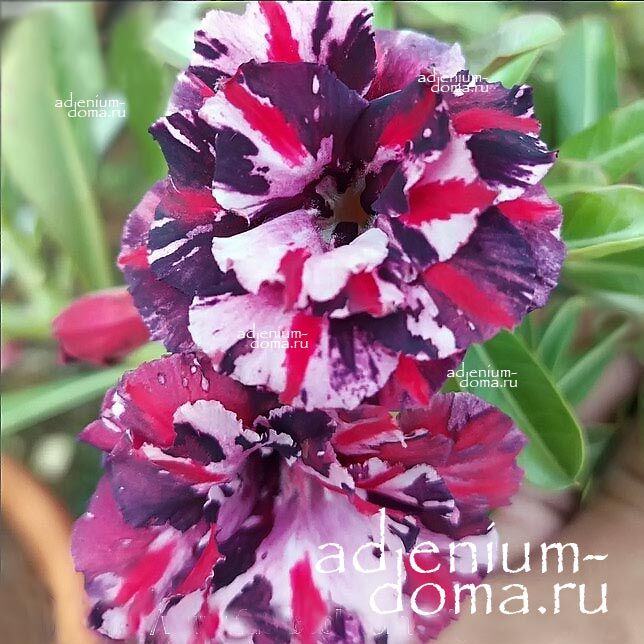 Adenium Obesum Triple TQC-52
