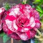 Adenium Obesum Triple Flower TOURMALINE (Aroma) 4