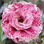 Adenium Obesum Triple Flower OPTIMUS (Aroma) 4