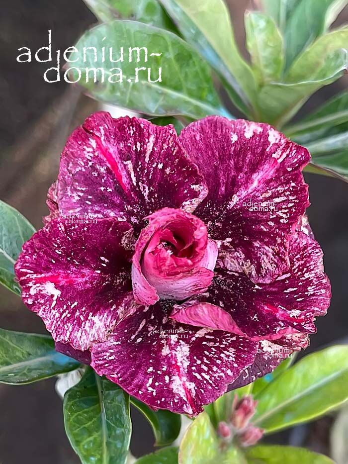 Adenium Obesum Triple TIEU YEN