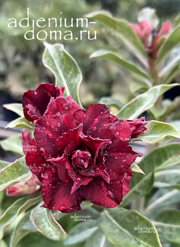 Adenium Obesum Triple BLACK OCTOPUS