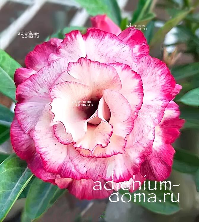 Adenium Obesum Triple KIM NGOC 5