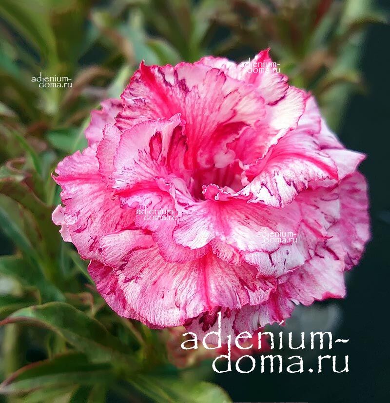 Adenium Obesum Triple MAKE ME LAUGH