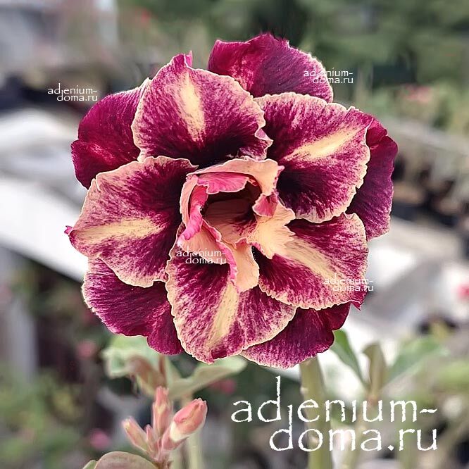 Adenium Obesum Triple CAM TU