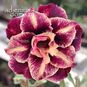 Adenium Obesum Triple Flower CAM TU 4
