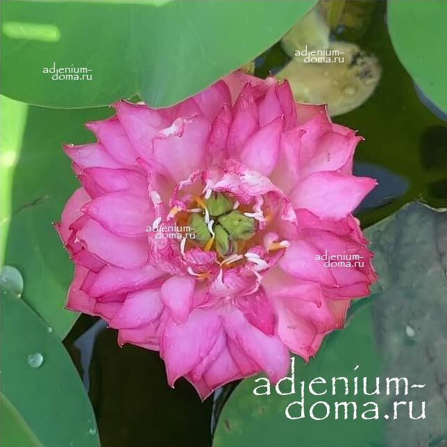 Nelumbo Nucifera Mini Lotus Multi DO HONG Sacred Lotus Мини лотос Священный Нелумбо Нуцифера 2